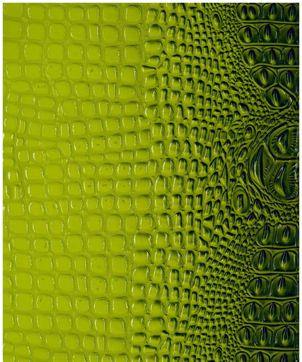 Crocodile Green